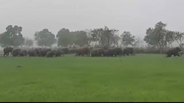 Mayurbhanj में सौ से ज़्यादा जंगली हाथी देखे गए, गांववाले डरे हुए Mayurbhanj में सौ से ज़्यादा जंगली हाथी देखे गए, गांववाले डरे हुए