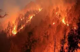 Uttarkashi: जंगलों में आग की आशंका, वन विभाग सतर्क Uttarkashi: जंगलों में आग की आशंका, वन विभाग सतर्क