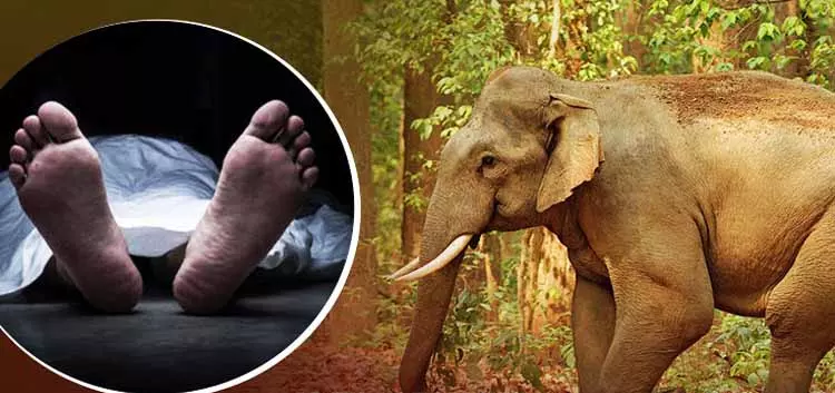 Angul में जंगली हाथी के हमले में एक की मौत, इलाके में तनाव Angul में जंगली हाथी के हमले में एक की मौत, इलाके में तनाव
