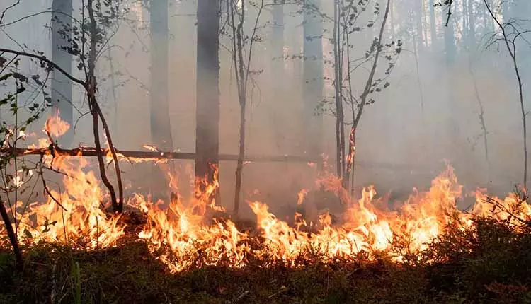 Odisha ने इस सीजन में 2,571 फायर पॉइंट्स पर नज़र रखी, 99.84% ने जवाब दिया Odisha ने इस सीजन में 2,571 फायर पॉइंट्स पर नज़र रखी, 99.84% ने जवाब दिया