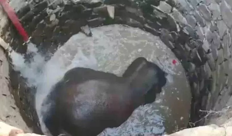 Archimedes के सिद्धांत ने ओडिशा में हाथी को बचाया Archimedes के सिद्धांत ने ओडिशा में हाथी को बचाया