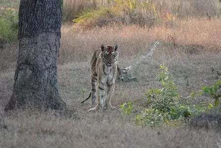 फेमस लंगड़ी बाघिन की मौत, 18 साल तक जीवित रहने का बनाया रिकॉर्ड फेमस लंगड़ी बाघिन की मौत, 18 साल तक जीवित रहने का बनाया रिकॉर्ड