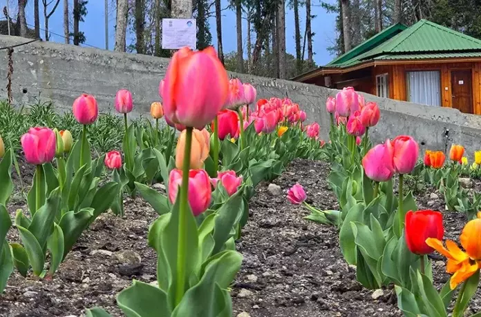 Arunachal: अनिनी में ट्यूलिप खिले, फूलों की खेती और टूरिज्म के लिए नए रास्ते खुले Arunachal: अनिनी में ट्यूलिप खिले, फूलों की खेती और टूरिज्म के लिए नए रास्ते खुले