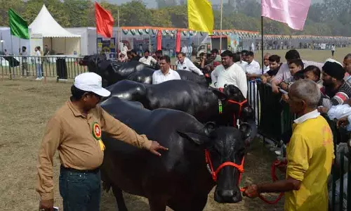 Karnal डेयरी मेला: दूसरे दिन पशुधन सौंदर्य प्रतियोगिता और पनीर बनाने का कार्यक्रम