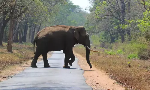 फसल बचाने गई महिला की हाथी ने हत्या कर दी फसल बचाने गई महिला की हाथी ने हत्या कर दी