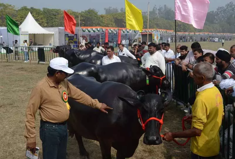 Haryana: डेयरी मेले के दूसरे दिन पशुधन सौंदर्य प्रतियोगिता और पनीर बनाने का कार्यक्रम हुआ Haryana: डेयरी मेले के दूसरे दिन पशुधन सौंदर्य प्रतियोगिता और पनीर बनाने का कार्यक्रम हुआ