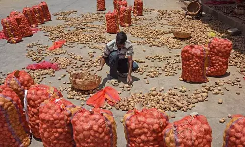 Karnataka में आलू की खेती में गिरावट, खराब बीजों से पैदावार कम