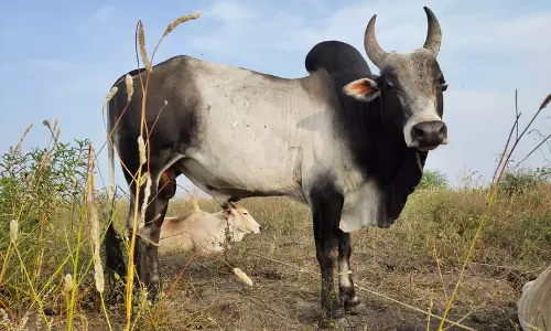 Punjab: आवारा सांड के हमले में 70 साल के बुज़ुर्ग की मौत Punjab: आवारा सांड के हमले में 70 साल के बुज़ुर्ग की मौत
