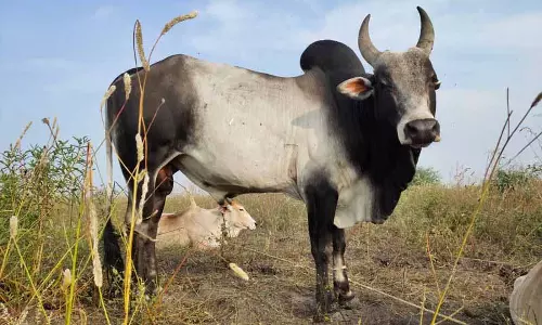 Moga district में आवारा सांड के हमले में 70 साल के बुजुर्ग की मौत