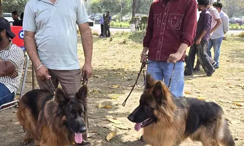 Jalandhar: साइंस सिटी डॉग लवर्स के लिए हब बन गया है