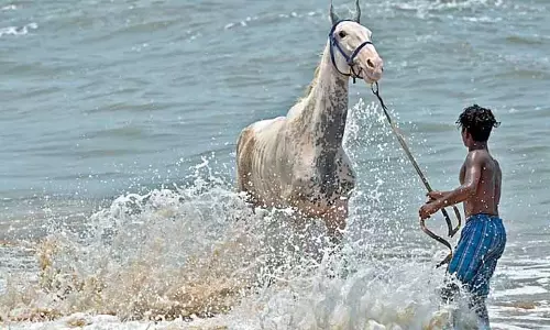 एक हफ़्ते में घोड़ों की माइक्रोचिपिंग, TNAWB रजिस्ट्रेशन 10 मार्च से शुरू होगा