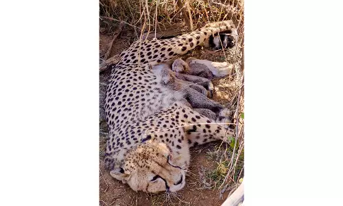 Kuno National Park में पांच शावकों के जन्म के बाद भारत में चीतों की कुल आबादी 53 हुई Kuno National Park में पांच शावकों के जन्म के बाद भारत में चीतों की कुल आबादी 53 हुई