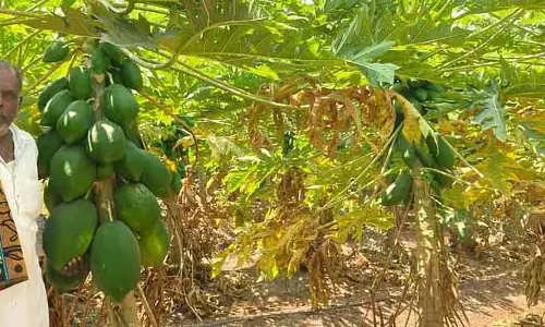 Goudur : किसान बसवराज ने ताइवान रेड लेडी पपीता उगाया और मुनाफ़ा कमाया Goudur : किसान बसवराज ने ताइवान रेड लेडी पपीता उगाया और मुनाफ़ा कमाया