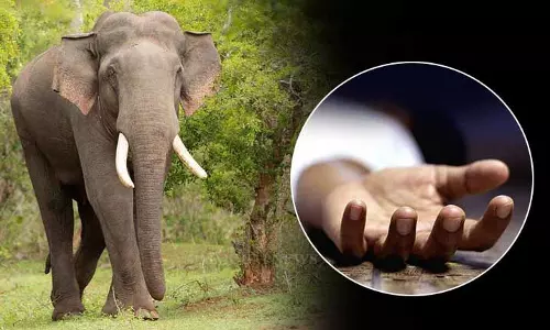 Bargarh में जंगली हाथी ने किसान को कुचलकर मार डाला Bargarh में जंगली हाथी ने किसान को कुचलकर मार डाला