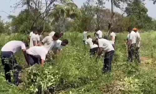 अवैध अफीम खेती का बड़ा खुलासा, 14 लाख के पौधे जब्त