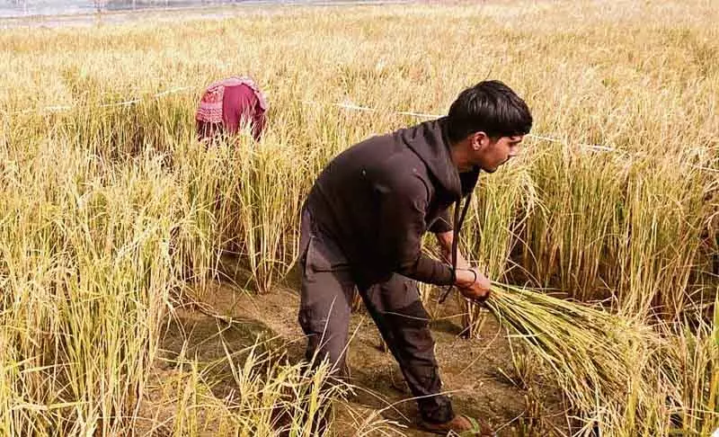Rohtak प्रशासन प्रगतिशील किसानों को ब्रांड एंबेसडर नियुक्त करेगा Rohtak प्रशासन प्रगतिशील किसानों को ब्रांड एंबेसडर नियुक्त करेगा