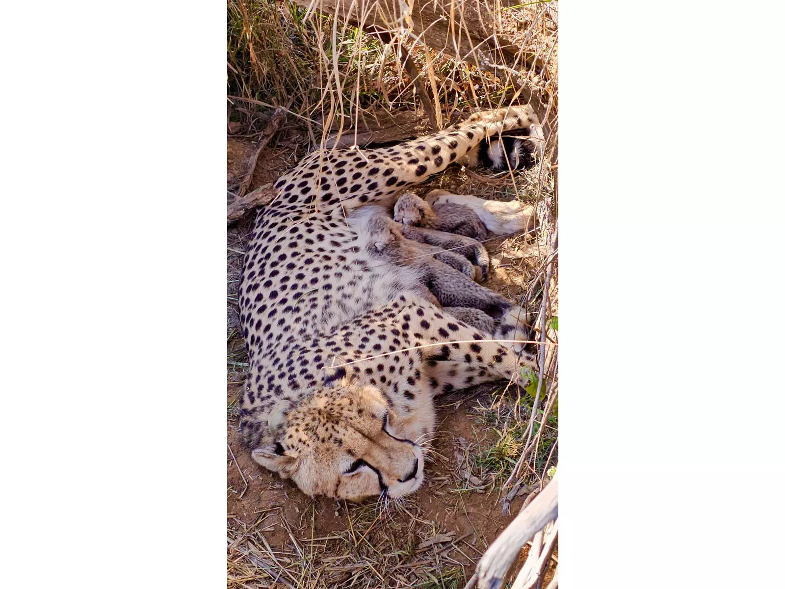 Kuno National Park में पांच शावकों के जन्म के बाद भारत में चीतों की कुल आबादी 53 हुई Kuno National Park में पांच शावकों के जन्म के बाद भारत में चीतों की कुल आबादी 53 हुई