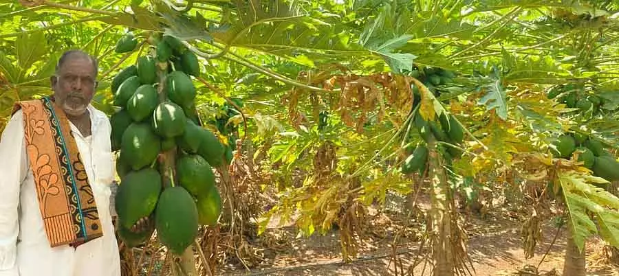 Goudur : किसान बसवराज ने ताइवान रेड लेडी पपीता उगाया और मुनाफ़ा कमाया Goudur : किसान बसवराज ने ताइवान रेड लेडी पपीता उगाया और मुनाफ़ा कमाया