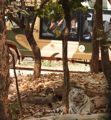 Bihar: राजगीर जू सफारी में सफेद बाघ का दीदार करेंगे पर्यटक Bihar: राजगीर जू सफारी में सफेद बाघ का दीदार करेंगे पर्यटक