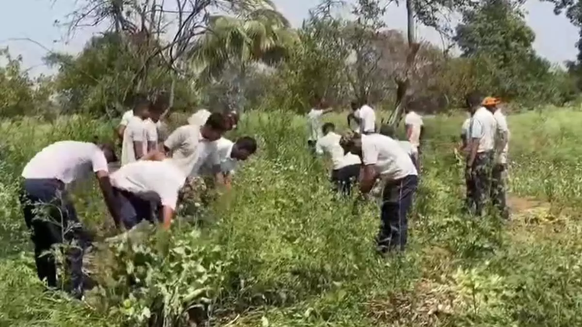 अवैध अफीम खेती का बड़ा खुलासा, 14 लाख के पौधे जब्त अवैध अफीम खेती का बड़ा खुलासा, 14 लाख के पौधे जब्त