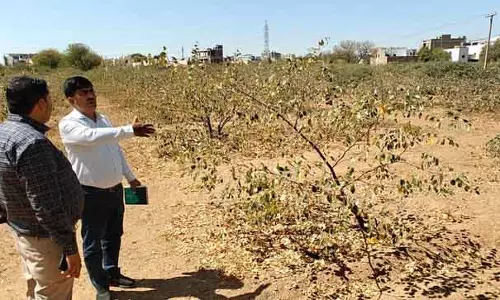 Rajasthans के सूखे खेतों में फलों की फसलें, नई उम्मीद का संकेत Rajasthans के सूखे खेतों में फलों की फसलें, नई उम्मीद का संकेत