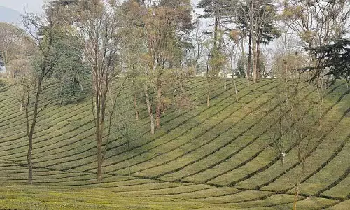लंबे समय तक सूखा पड़ने से Kangra Valley में चाय और फलों की फसलों को खतरा लंबे समय तक सूखा पड़ने से Kangra Valley में चाय और फलों की फसलों को खतरा