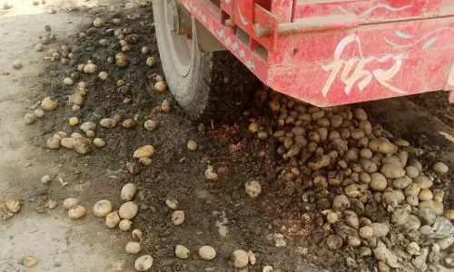 Farrukhabad: दागी आलू से मंडी में गिरावट, सातनपुर में आवक कम Farrukhabad: दागी आलू से मंडी में गिरावट, सातनपुर में आवक कम