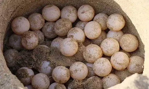Kanyakumari में 6,5 04 ऑलिव रिडले कछुए के अंडे इकट्ठा किए गए