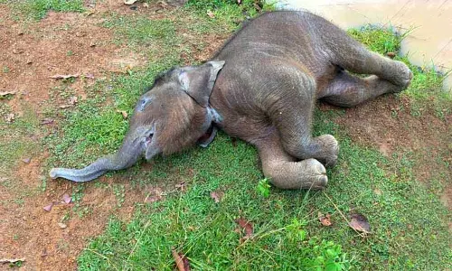 Dhenkanal में इलाज के दौरान मादा हाथी की मौत Dhenkanal में इलाज के दौरान मादा हाथी की मौत