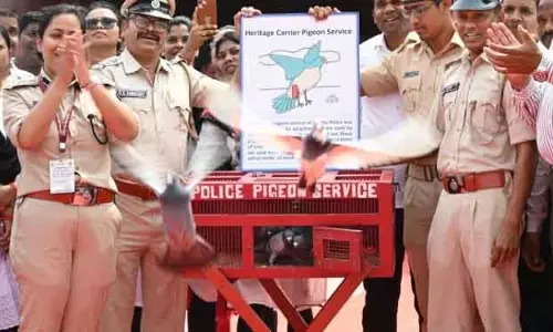 पंखों वाले दूतों की वापसी: Odisha पुलिस ने ऐतिहासिक कबूतर चौकी फिर से शुरू की पंखों वाले दूतों की वापसी: Odisha पुलिस ने ऐतिहासिक कबूतर चौकी फिर से शुरू की