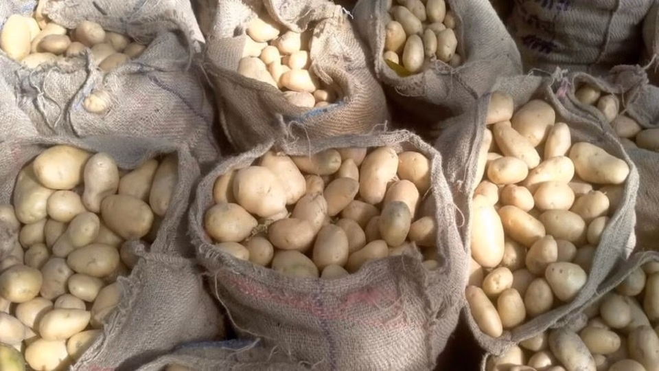 Hathras: किसानों ने शुरू किया सीधा बिक्री मॉडल, आलू का रेट बढ़ा Hathras: किसानों ने शुरू किया सीधा बिक्री मॉडल, आलू का रेट बढ़ा