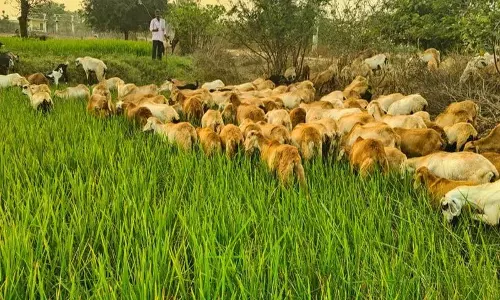 Pamukunta में तालाब और ग्राउंडवाटर सूखने से किसानों को सूखे का सामना करना पड़ रहा Pamukunta में तालाब और ग्राउंडवाटर सूखने से किसानों को सूखे का सामना करना पड़ रहा