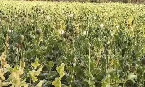 बलरामपुर में 5 एकड़ खेत में मिली अफीम की फसल बलरामपुर में 5 एकड़ खेत में मिली अफीम की फसल