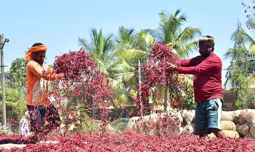 Karnataka : ब्यादगी मिर्च की कीमतों में स्थिरता, मांग में सुधार