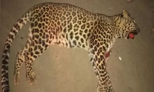 Satara में हाईवे पर तेज रफ्तार गाड़ी ने तेंदुए को मार डाला Satara में हाईवे पर तेज रफ्तार गाड़ी ने तेंदुए को मार डाला