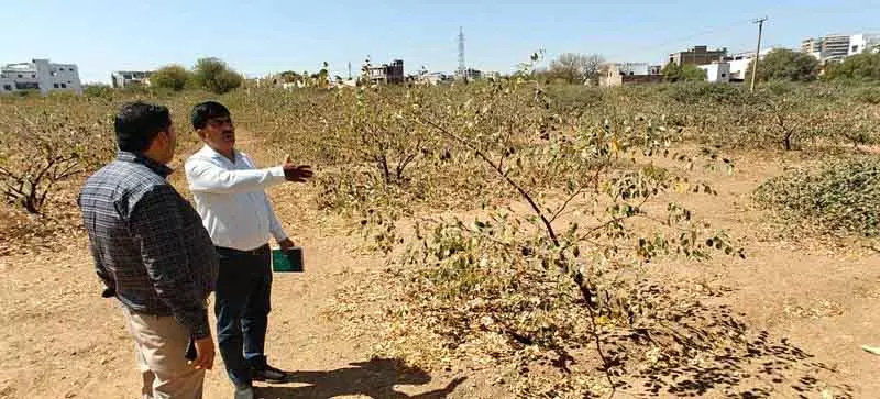 Rajasthans के सूखे खेतों में फलों की फसलें, नई उम्मीद का संकेत Rajasthans के सूखे खेतों में फलों की फसलें, नई उम्मीद का संकेत