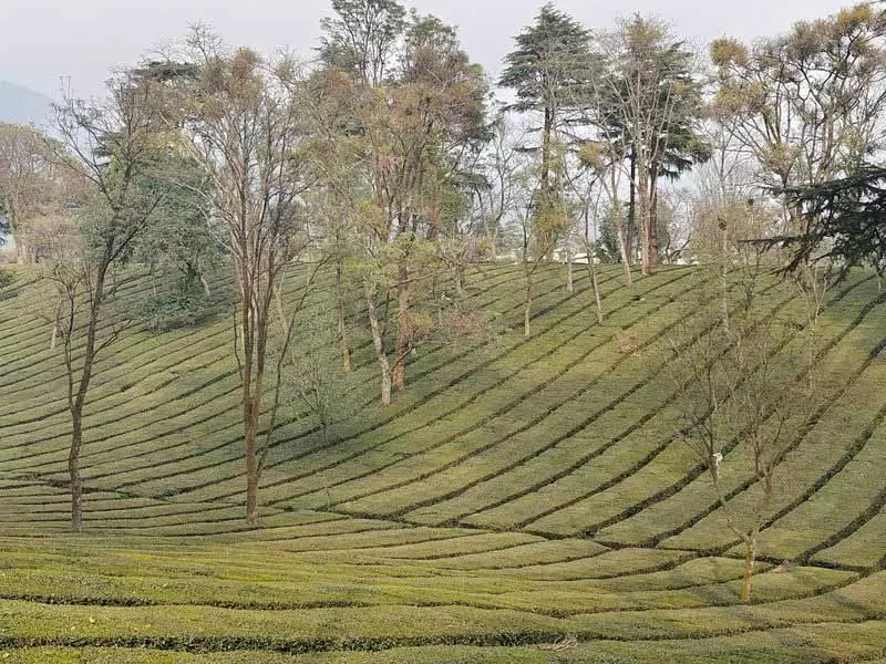 लंबे समय तक सूखा पड़ने से Kangra Valley में चाय और फलों की फसलों को खतरा लंबे समय तक सूखा पड़ने से Kangra Valley में चाय और फलों की फसलों को खतरा