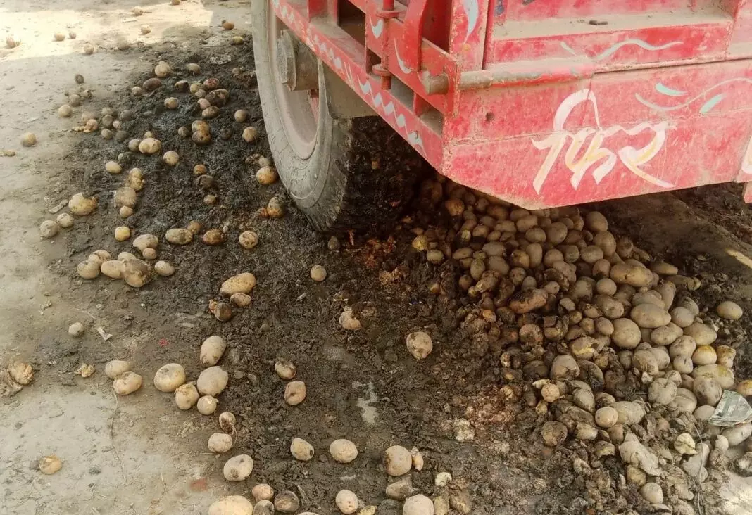 Farrukhabad: दागी आलू से मंडी में गिरावट, सातनपुर में आवक कम Farrukhabad: दागी आलू से मंडी में गिरावट, सातनपुर में आवक कम