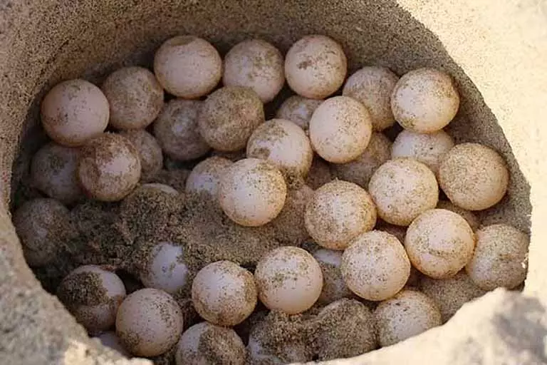 Kanyakumari में 6,5 04 ऑलिव रिडले कछुए के अंडे इकट्ठा किए गए Kanyakumari में 6,5 04 ऑलिव रिडले कछुए के अंडे इकट्ठा किए गए