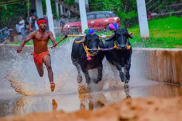 Kambala : तटीय क्षेत्र के पढ़े-लिखे युवाओं के लिए लोकप्रियता और कमाई का ज़रिया Kambala : तटीय क्षेत्र के पढ़े-लिखे युवाओं के लिए लोकप्रियता और कमाई का ज़रिया