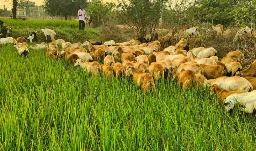 Pamukunta में तालाब और ग्राउंडवाटर सूखने से किसानों को सूखे का सामना करना पड़ रहा Pamukunta में तालाब और ग्राउंडवाटर सूखने से किसानों को सूखे का सामना करना पड़ रहा