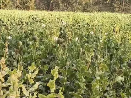बलरामपुर में 5 एकड़ खेत में मिली अफीम की फसल बलरामपुर में 5 एकड़ खेत में मिली अफीम की फसल
