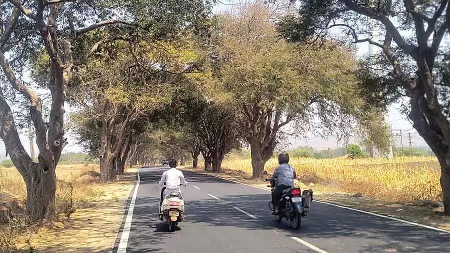 Karnataka : सड़क किनारे के पेड़ों को हटाने की तैयारी Karnataka : सड़क किनारे के पेड़ों को हटाने की तैयारी