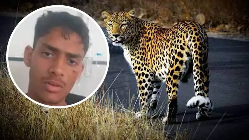 Himachal के युवक ने सोलन गांव में 12 मिनट की हिम्मत भरी लड़ाई के बाद तेंदुए को मार गिराया Himachal के युवक ने सोलन गांव में 12 मिनट की हिम्मत भरी लड़ाई के बाद तेंदुए को मार गिराया