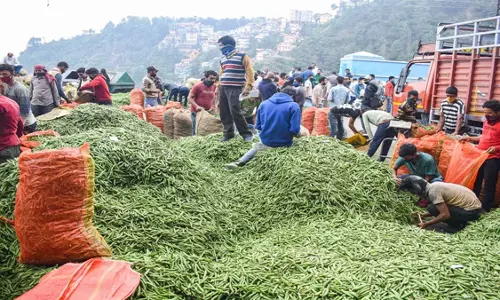 Jabalpur: किसानों और खाद्य प्रेमियों के लिए जबलपुर में तीन दिवसीय कृषि मेला आज से