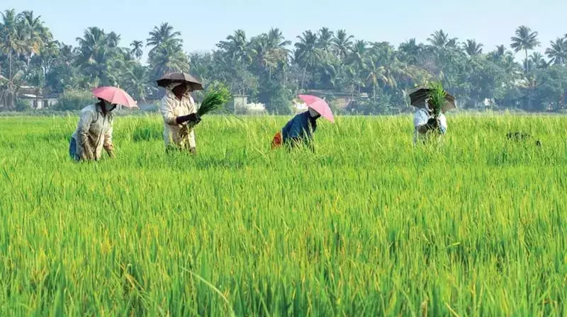 Andhra : फूड बास्केट ऑर्गेनिक खेती मॉडल को 340 गांवों तक बढ़ाया जाएगा