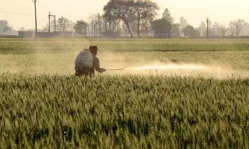 Jalandhar: बढ़ते तापमान से गेहूं किसानों में चिंता बढ़ी