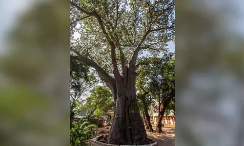रिपोर्ट में Chennai में 57 हेरिटेज पेड़ों की पहचान की गई, कुछ 200 साल से भी ज़्यादा पुराने हैं