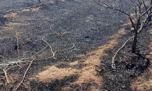 Pavagadh : अनार के बाग में आग लगने से फसल नष्ट हो गई Pavagadh : अनार के बाग में आग लगने से फसल नष्ट हो गई