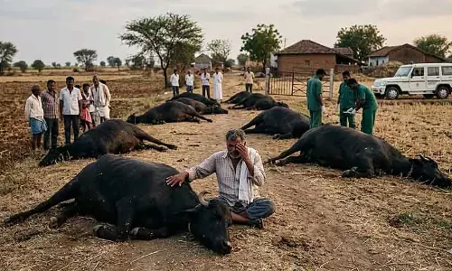 Haveri : जहरीला चारा खाने से 14 भैंसों की मौत Haveri : जहरीला चारा खाने से 14 भैंसों की मौत